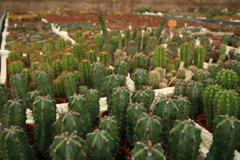 cactusgarden.it