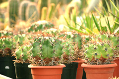cactusgarden.it